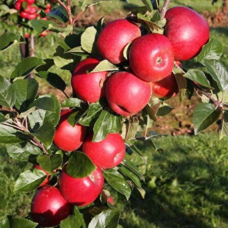 Tüplü Aşılı Sert Sulu Verimli Leziz Yarı Bodur Fuji Kiku Elma Fidanı