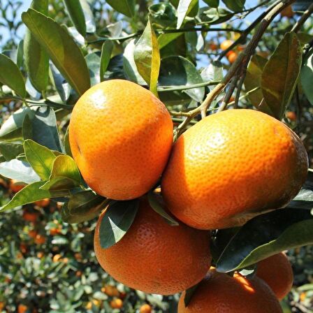 Tüplü Aşılı Soğuklara Dayanıklı Yarı Bodur Bodrum Mandalinası Fidanı