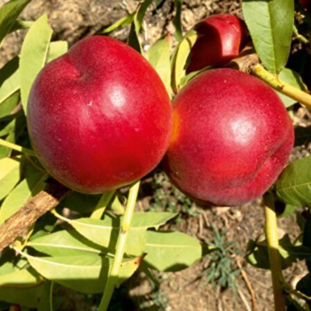 Tüplü Aşılı Verimli Erkenci Zincal (Zinkal) 7 Nektarin Fidanı