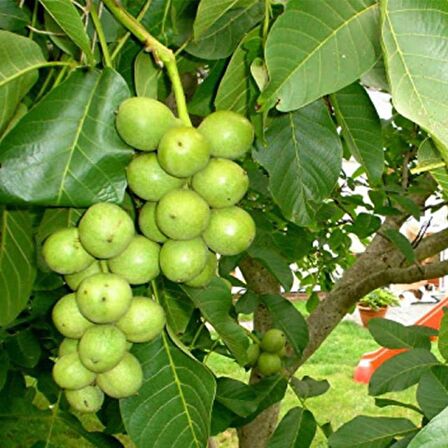 Tüplü Aşılı Yüksek Verimli Chandler Salkım Ceviz Fidanı (10 Adet)