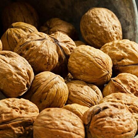 Tüplü Aşılı Yüksek Verimli Chandler Salkım Ceviz Fidanı (10 Adet)