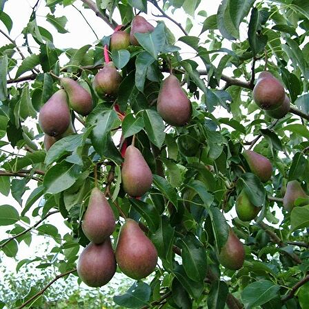 Tüplü Bol Verimli Aromatik Kokulu Tam Bodur Carmen Armut Fidanı