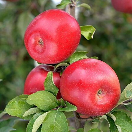 Tüplü Bol Verimli Sulu Tam Bodur Fuji Zhen Aztec Elma Fidanı