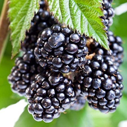 Tüplü Bol Verimli Yediveren Aromatik Brazos Böğürtlen Fidanı