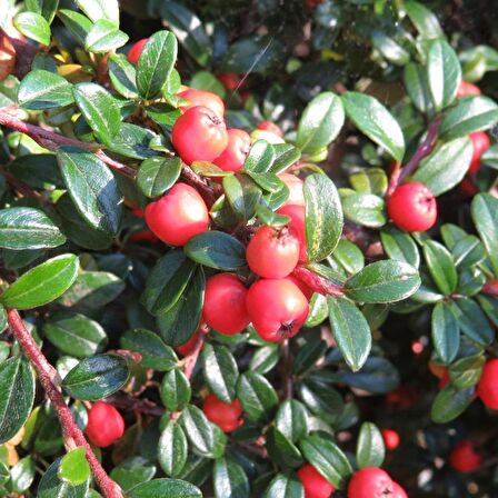 Tüplü Cotoneaster (Taş Elması) Fidanı