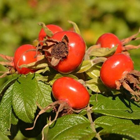 Tüplü Dikensiz Kuşburnu Fidanı