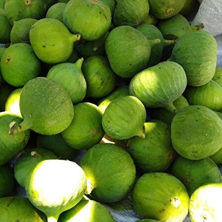 Tüplü Erkek İlek Hamza İncir Fidanı