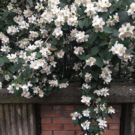 Tüplü Filbahri Ağacı (Philadelphus) Fidanı