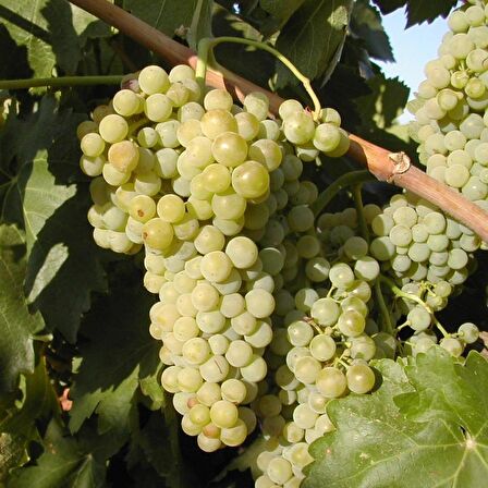 Tüplü Geleneksel Macabeo Üzüm(Asma-Bağ) Fidanı