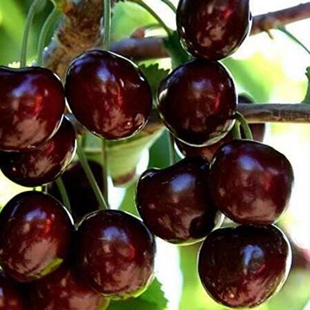 Tüplü İri Meyveli Bol Verimli Yarı Bodur Kordia (Cordia) Kiraz Fidanı