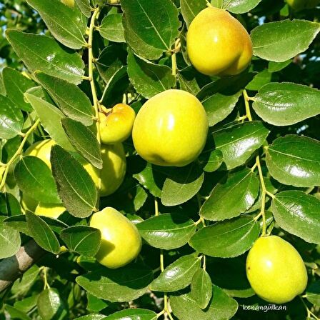 Tüplü İri Meyveli Hünnap Fidanı (80-120 cm)