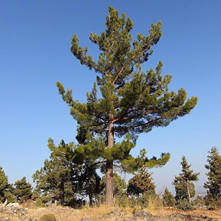 Tüplü Kara Çam (Pinus Nigra) Fidanı (4 Yaş 100-150 cm)