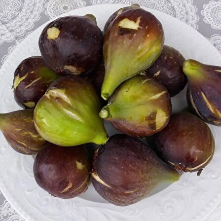Tüplü Karadeniz Patlıcan İnciri Fidanı