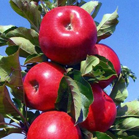 Tüplü Leziz Kokulu Sulu Verimli Tam Bodur Amasya Misketi Elma Fidanı