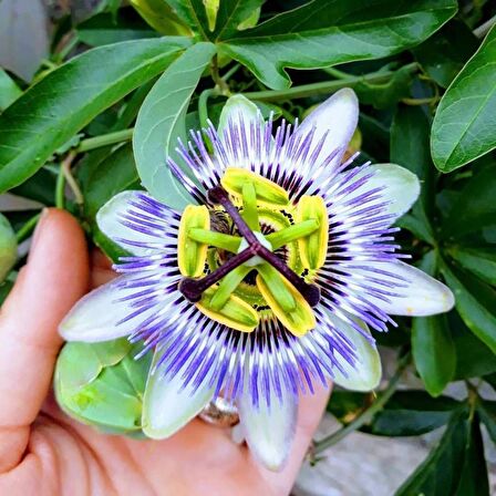 Tüplü Mavi Çiçek Açan Passiflora Çarkıfelek Sarmaşığı Fidanı