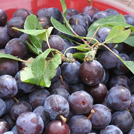 Nadir Tüplü Nadir Çeşit Çakal Eriği Fidanı