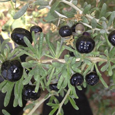 Tüplü Nadir Siyah Goji Berry Fidanı (Sınırlı Sayıda)