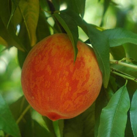 Tüplü Orta Geçci Bol Verimli Yarı Bodur Dixired Şeftali Fidanı
