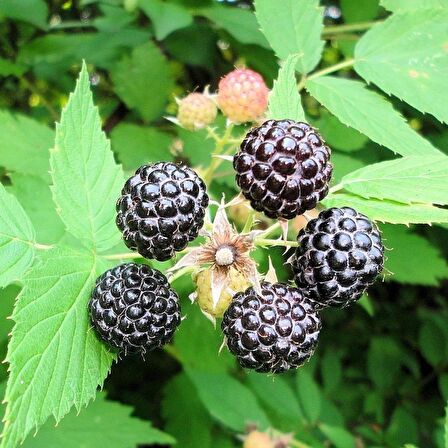 Tüplü Özel Üretim Verimli Jewel Siyah Ahududu Fidanı