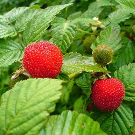 Tüplü Özel Ürün Aromatik Verimli Bodur Çilek Ahududu Fidanı