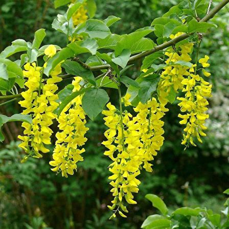 Tüplü Sarı Salkım Ağacı Fidanı