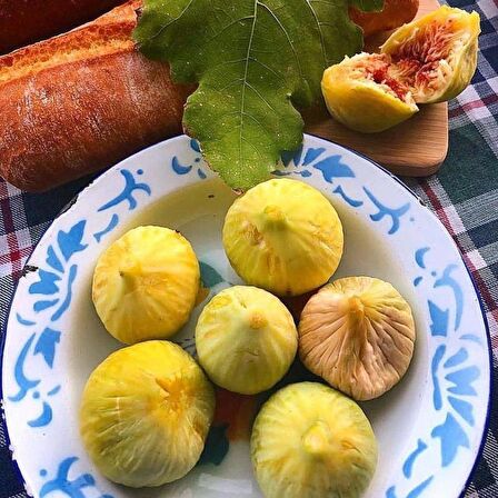 Tüplü Sarı Zeybek Nazilli İncir Fidanı