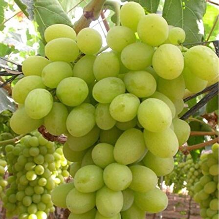 Tüplü Superior Seedless Çekirdeksiz Üzüm(Asma-Bağ) Fidanı