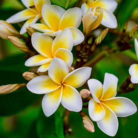 Tüplü Yoğun Kokulu Amerikan Fulu (Plumeria) Fidanı