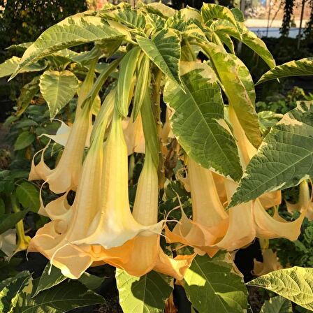 Tüplü Yoğun Kokulu Sarı Meleklerin Borazanı Brugmansia Fidanı