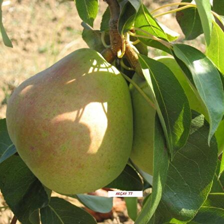 Tüplü Yüksek Verimli Bol Sulu Tam Bodur Akçay 77 Armut Fidanı