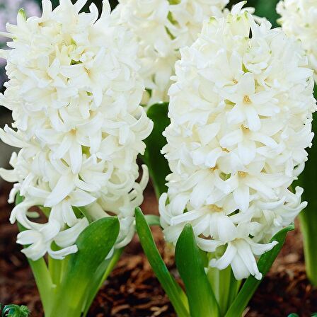 White King Sümbül Hyacinthus Soğanı (3 adet)