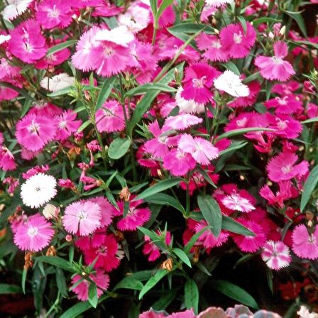 Dianthus Bahar Pembesi Çiçeği Tohumu (50 adet)
