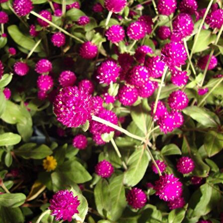 Gomphrena Globosa Pembe Renkli Medine Çiçeği Tohumu (50 tohum)