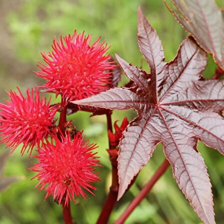 Gibsonii Kene (Castor Bean) Çiçeği Tohumu (5 tohum)