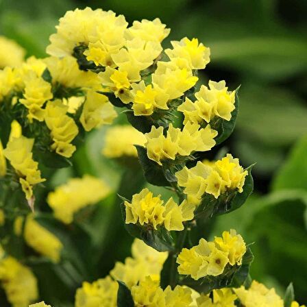 Limonium Sinuatum Deep Sarı Deniz Lavantası Tohumu(30 tohum)