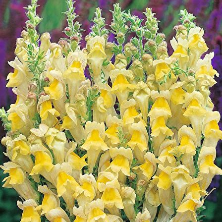 Sarı Renkli Aslanağzı Antirrhinum Braun-blanquetii Tohumu (20 tohum)