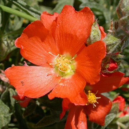 Scarlet Globe Mallow Çiçeği Tohumu (50 tohum)