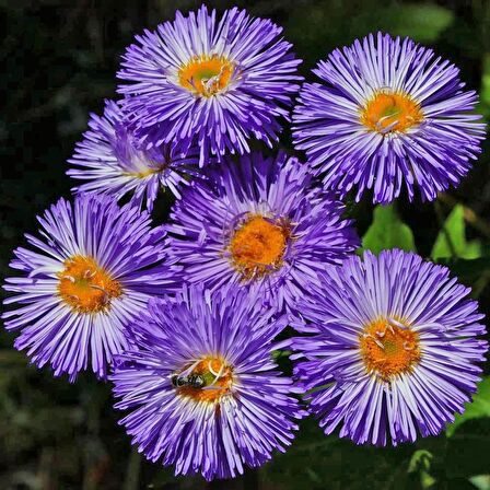 Clear Blue Erigeron Çiçeği Tohumu (50 tohum)