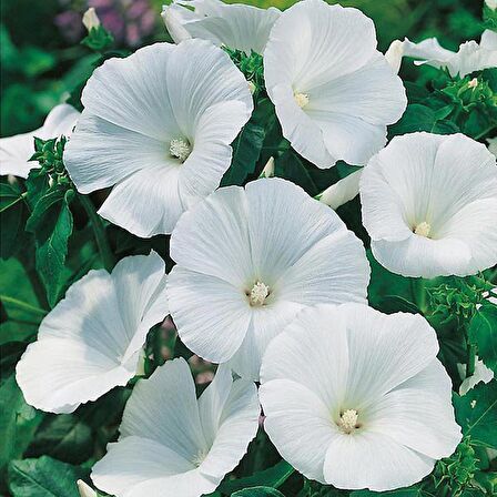 Lavatera Trimestris Regis White Pamuk Çiçeği Tohumu(50 tohum)