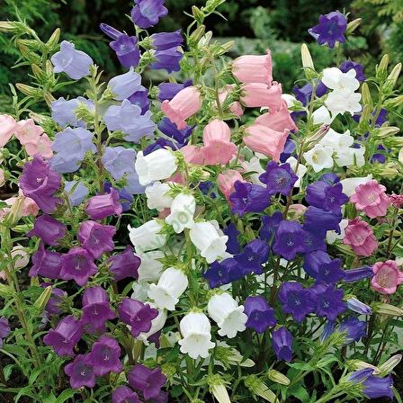 Calycanthema ‘Cup & Saucer’ Campanula Karışık Çan Çiçeği Tohumu (100 Tohum)
