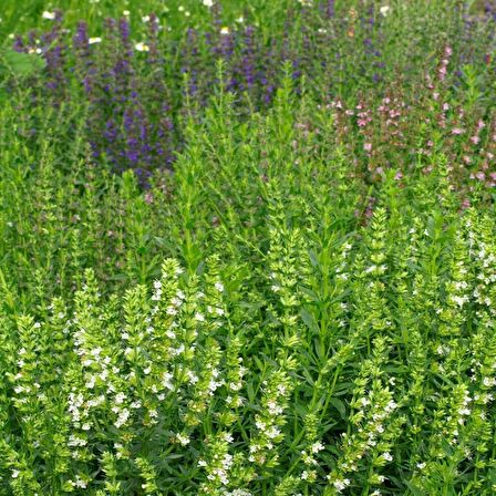Meksida Beyazı Hyssop Çiçeği Tohumu(50 tohum)