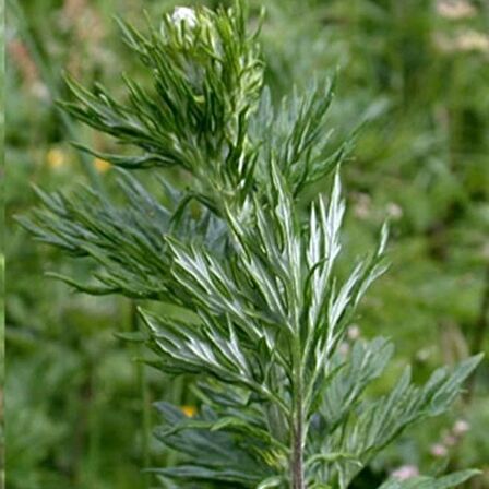 Artemisia Absinthium Pelin Otu Tohumu(50 tohum)