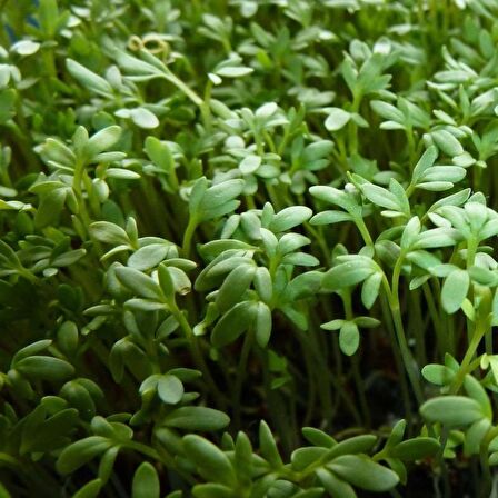 Garden Cress Bahçe Teresi Tohumu(100 tohum)