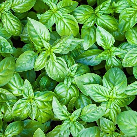 Geniş İri Yapraklı Genovese Fesleğen Tohumu (250 tohum)