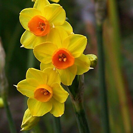 Love Day Sarı Nergis Soğanı (5 adet)