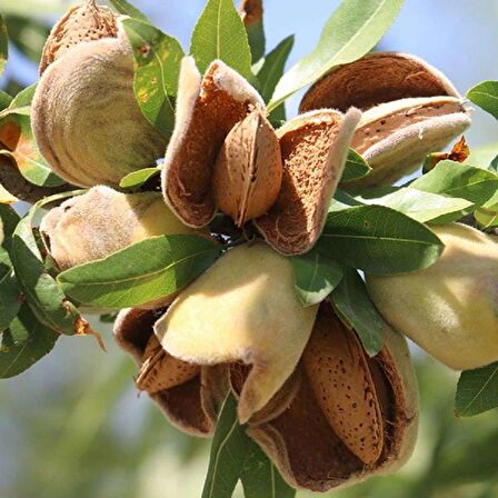 Tüplü Yarı Bodur İri Meyveli Ne Plus Ultra Badem Fidanı (Elle Kırılır)