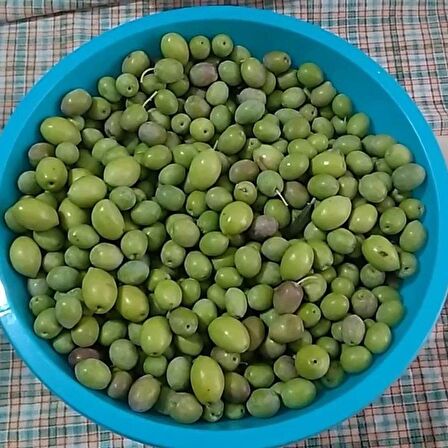 Saksılı Çizmelik Özel Üretim Çekişte Zeytin Fidanı