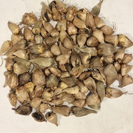 Double Yellow Katmerli Frezya Çiçeği Soğanı (5 adet)