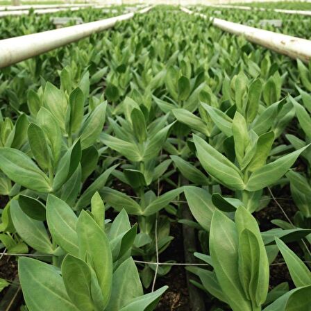 Karışık Renkli Lisianthus  Çiçeği Fidesi (10 adet)