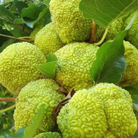 Tüplü Maclura pomifera Yalancı Portakal (Ayı Portakalı) Fidanı